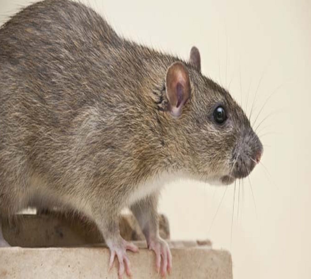 To keep rat in the country of Canada permission is required from the government