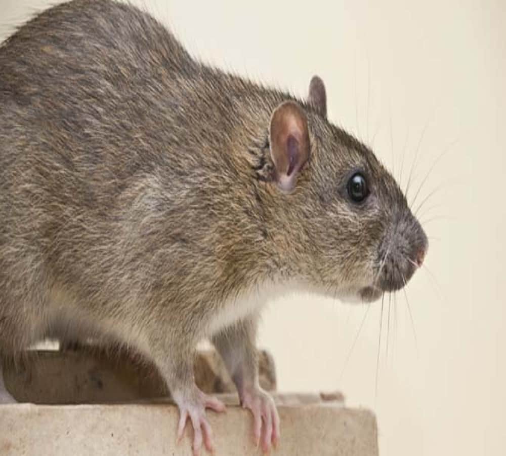 Know what it means to suddenly increase the number of mice in the house