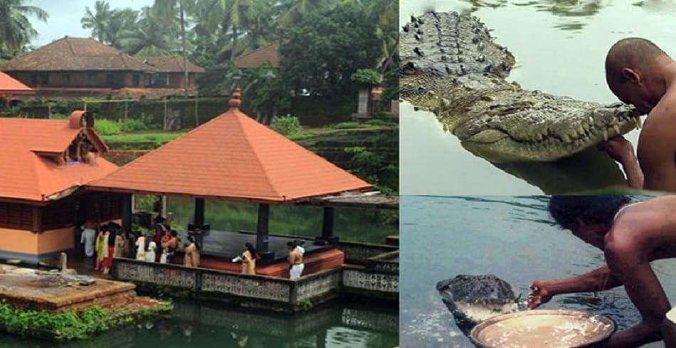 This Babiya crocodile become the guard of Kerala Anantapur Lake temple 