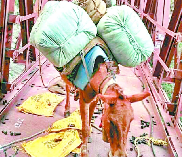 Nanging bridge starts passing through the mule
