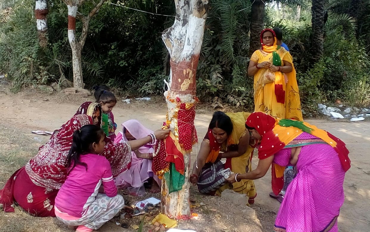 Worship of Amla tree on Akshaywamy