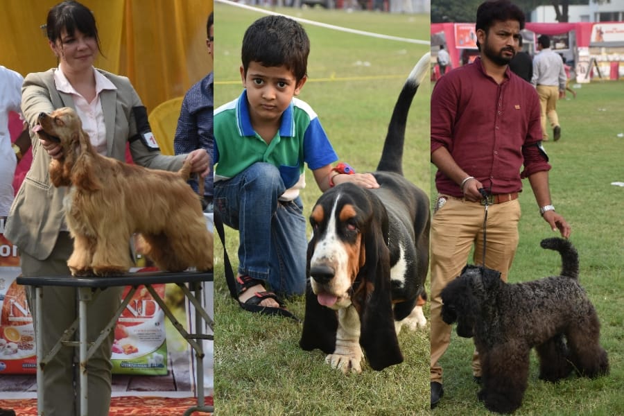 amar ujala dog show in Lucknow.