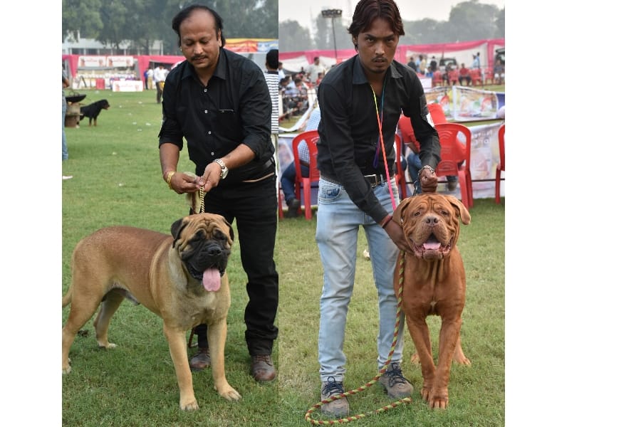amar ujala dog show in Lucknow.