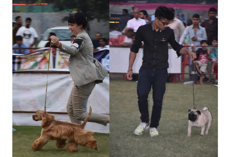 amar ujala dog show in Lucknow.