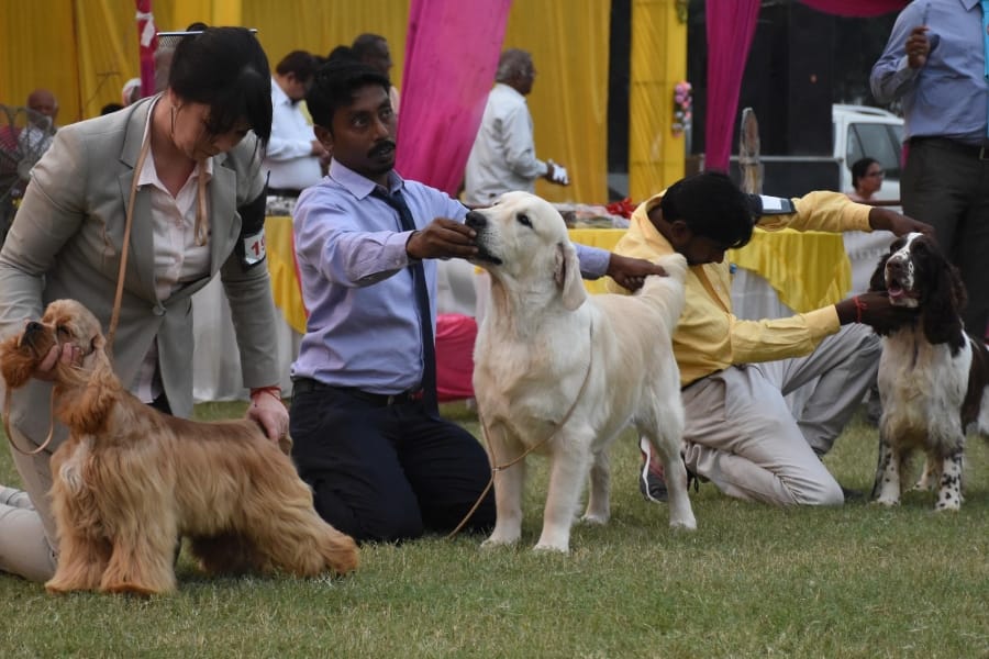 amar ujala dog show in Lucknow.