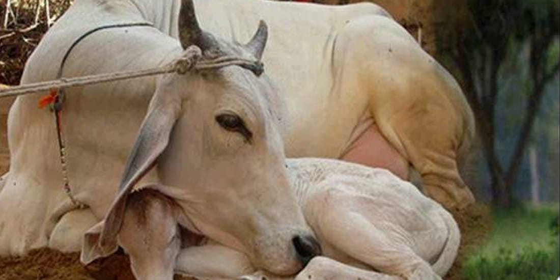 Muslim youth saved cows lives in kannauj