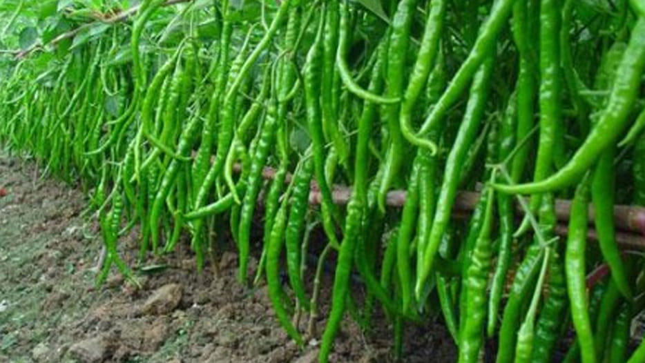 Nepali and Bangladeshi too here are the convincing chillies