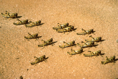 bsf asked question from desert locust department 