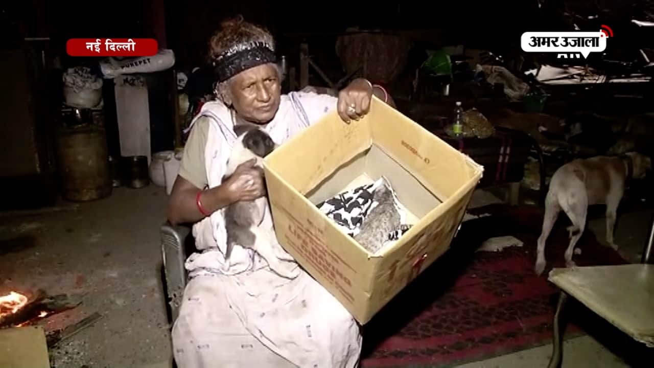 डॉग लेडी