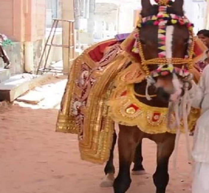 animal husbandry department rajasthan banned the use of mare in marriage 