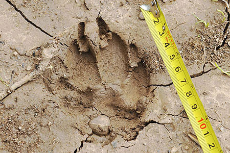 footprints of panther found in rajasthan university campus and smriti van 