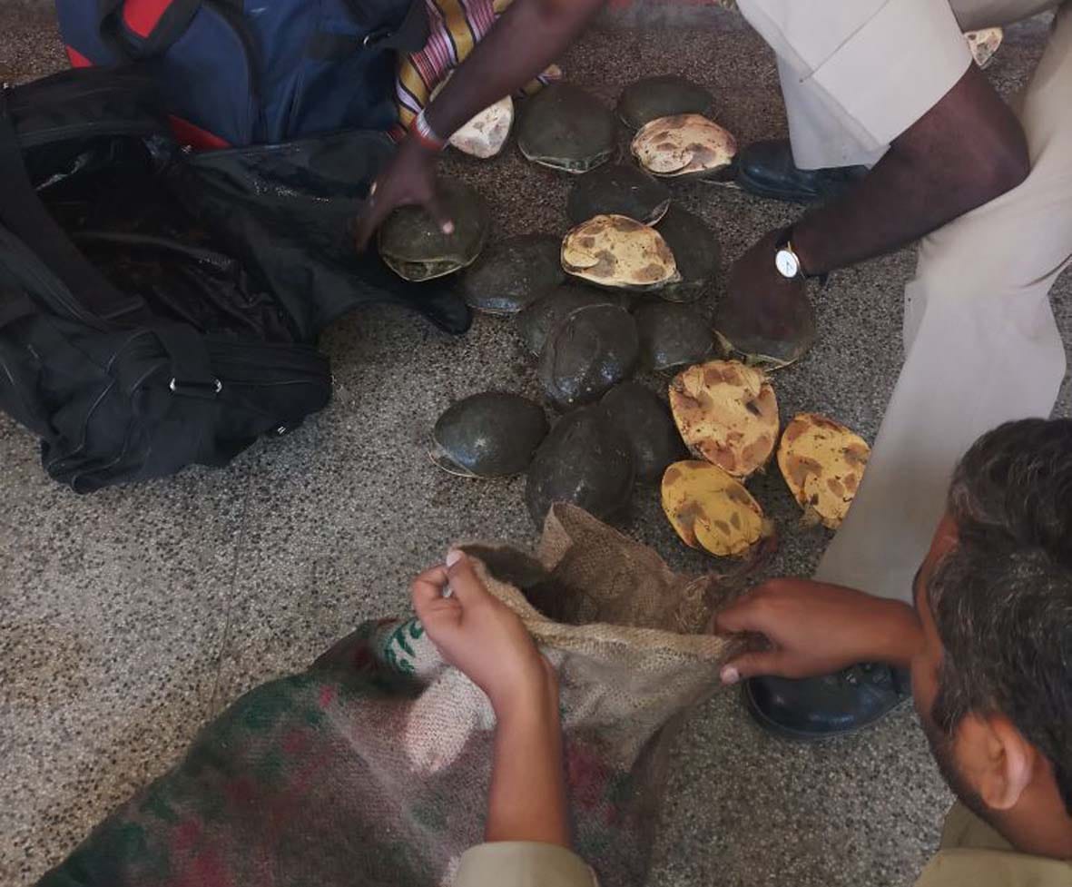 a man arrested with tortoise in train in varanasi