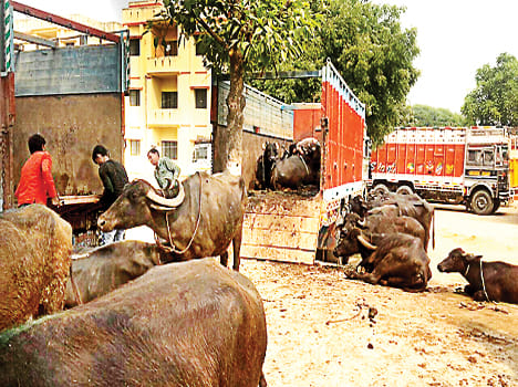 Nine trucks of cattle smugglers caught by the police