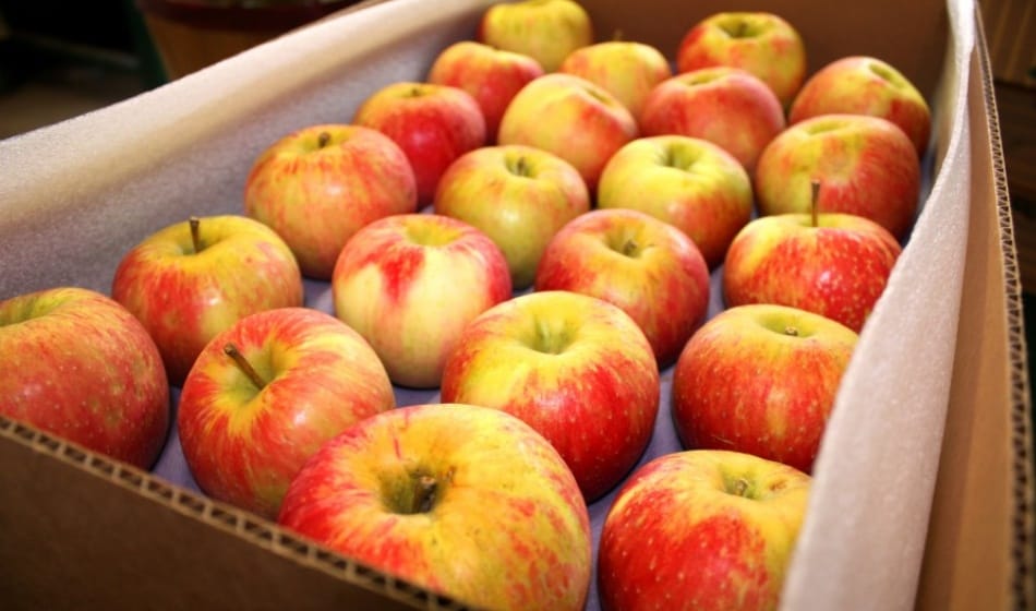 fight for the boxes of apples