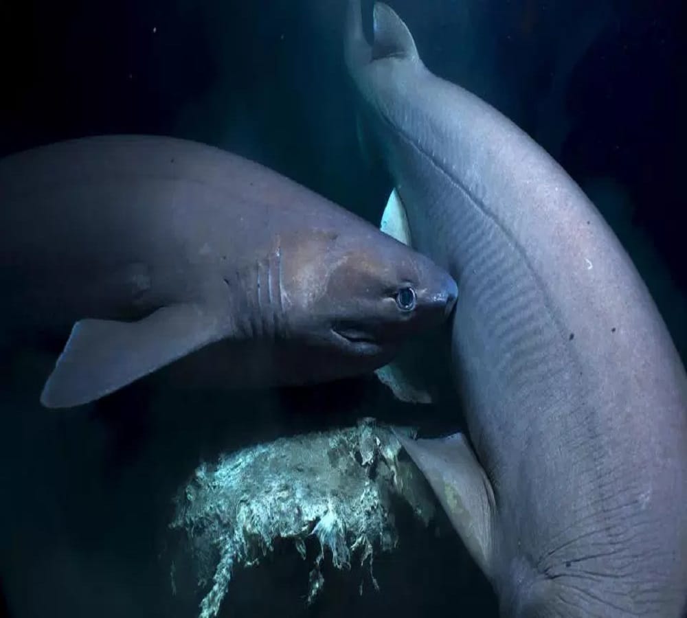 ten strange creatures found of in deep sea water
