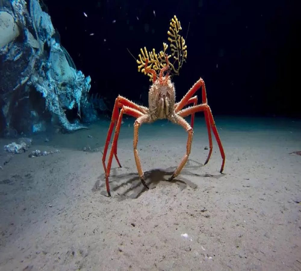 ten strange creatures found of in deep sea water