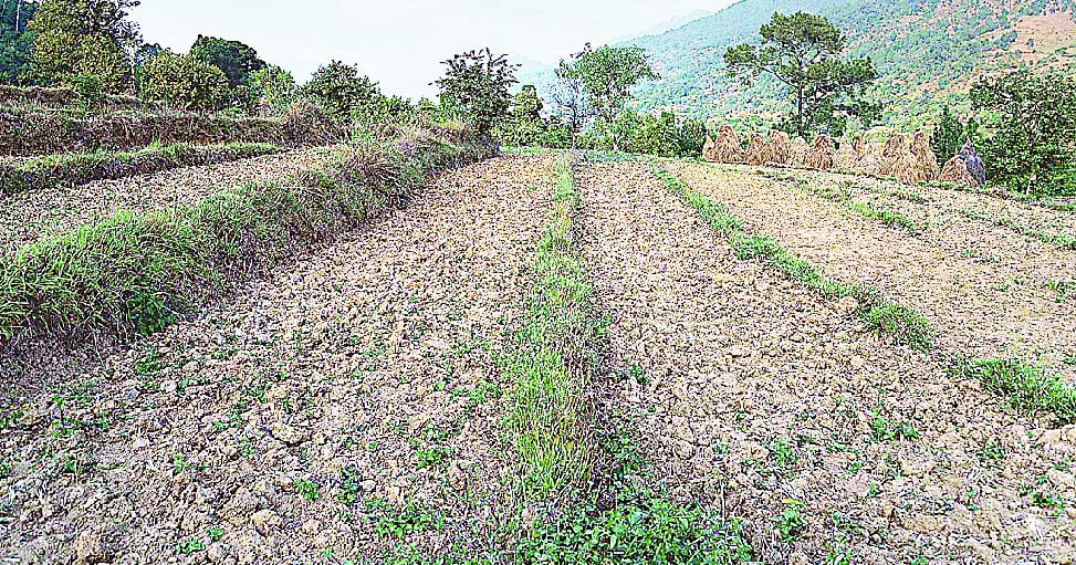 If the rains happen, the farm will be inhabited, varna barren