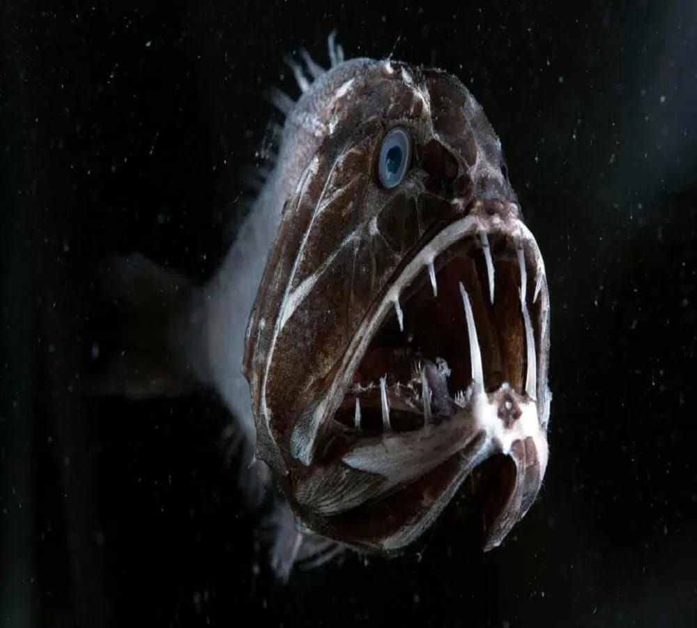 ten strange creatures found of in deep sea water