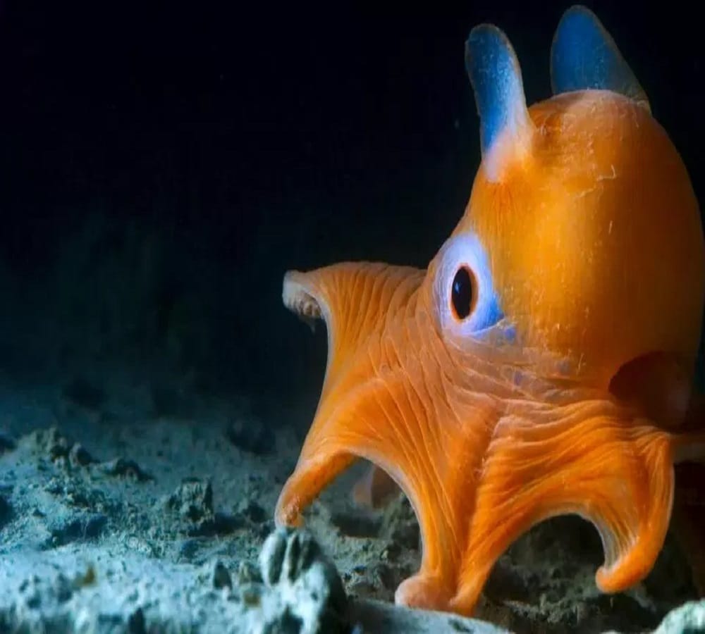 ten strange creatures found of in deep sea water