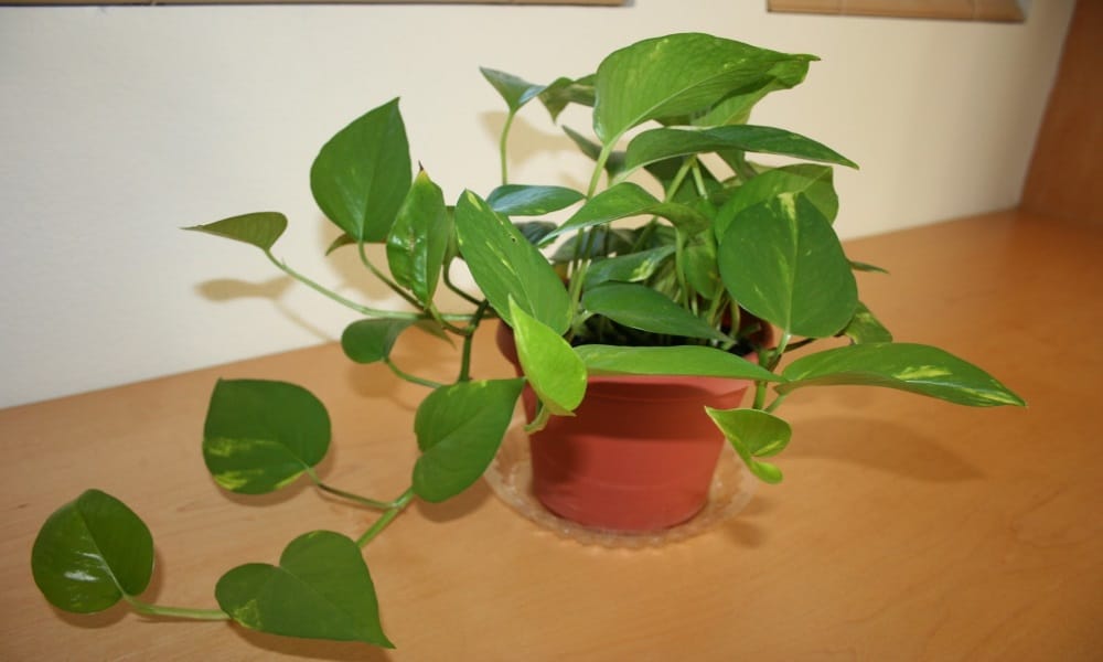 according to vastu the money plant in this direction makes disadvantages