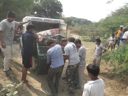 fight between two hyena in chambal forest range agra