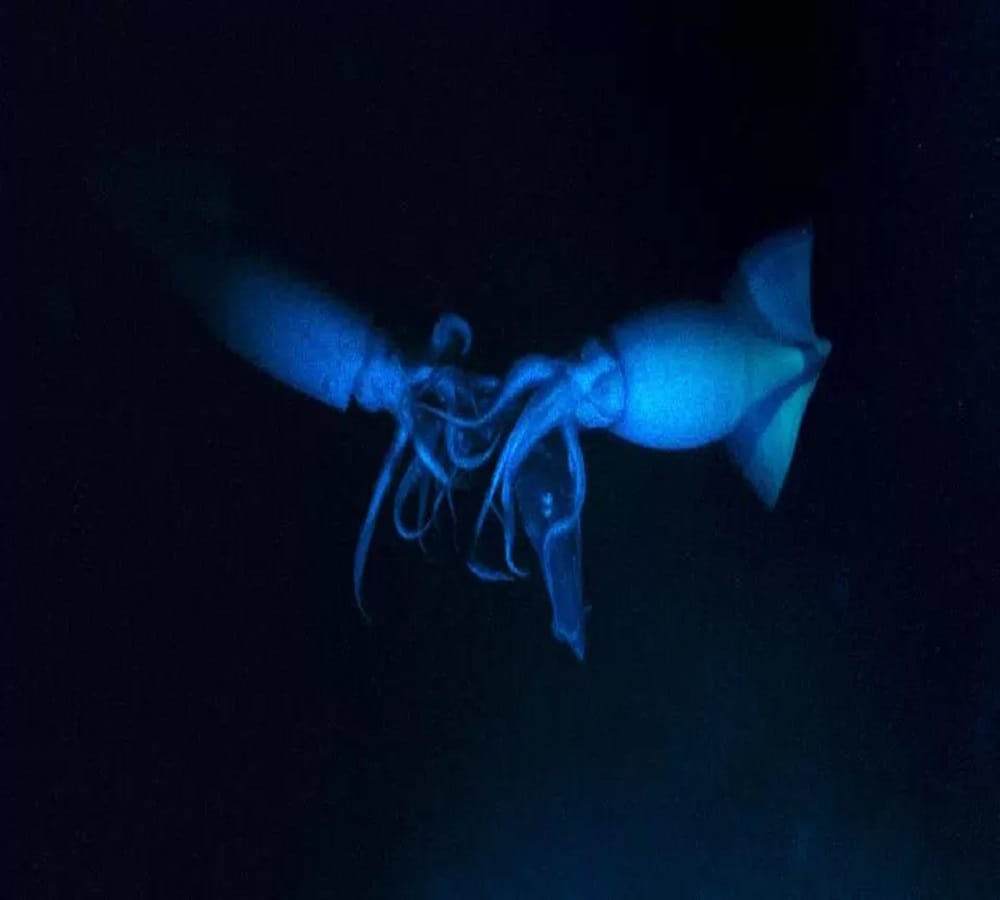 ten strange creatures found of in deep sea water