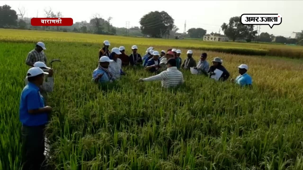 कंबोडिया से आए ‘दोस्तों’ ने सीखी धान की खेती की बारीकियां