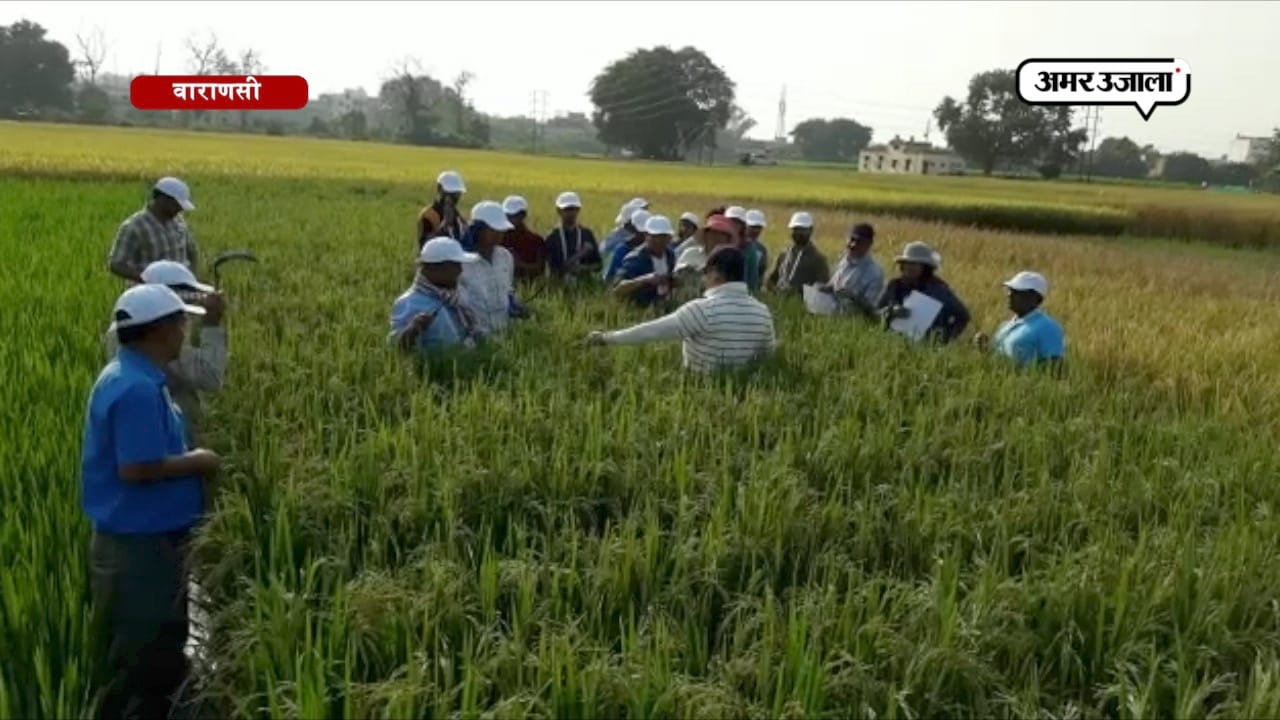 कंबोडिया से आए ‘दोस्तों’ ने सीखी धान की खेती की बारीकियां