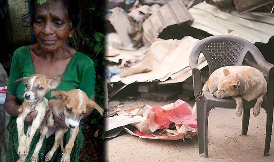 in kathputli colony case a lady's house was also broken who rear animals by ragpicking
