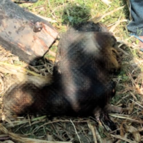 house on fire in kullu 20 sheep died
