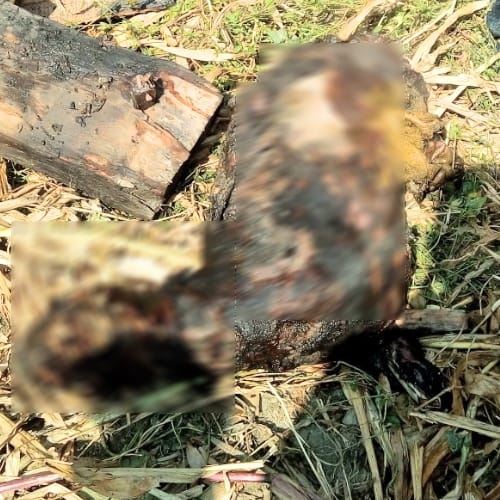 house on fire in kullu 20 sheep died