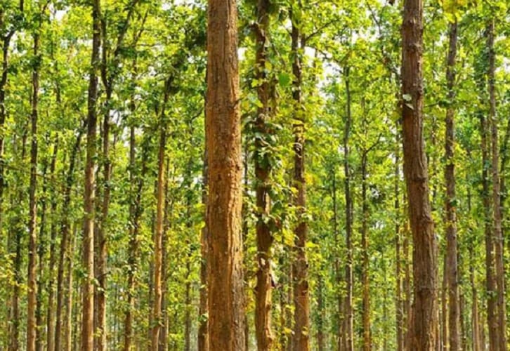 Meet forest man of india jadav molai payeng the man who grew a 1360 acre forest 