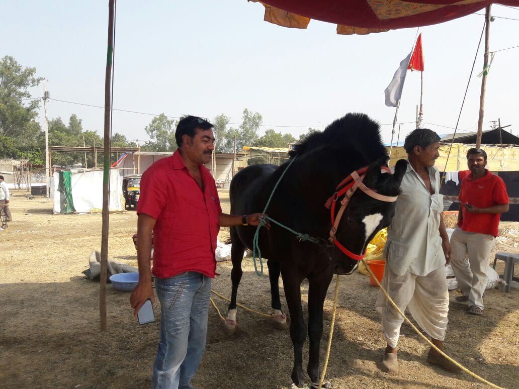 An uniquel fair in the jhalarapatan, a black horse became Center of attraction