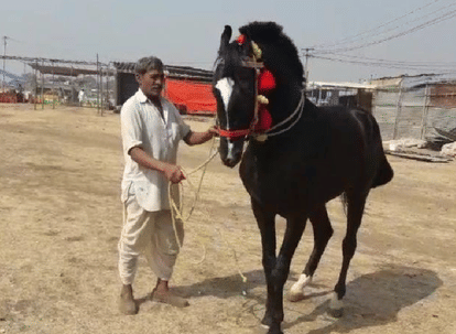 An uniquel fair in the jhalarapatan, a black horse became Center of attraction