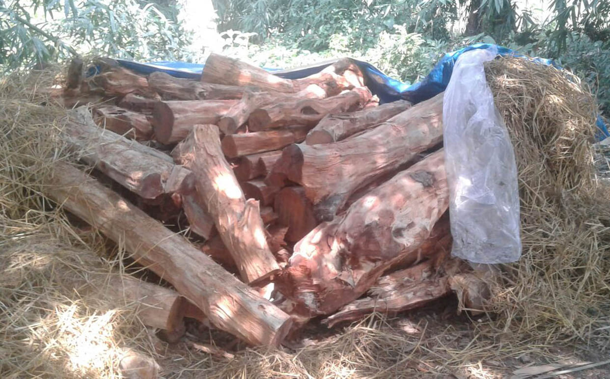 फतेहपुर रेंज से पेड़ काटने की जांच अटकी