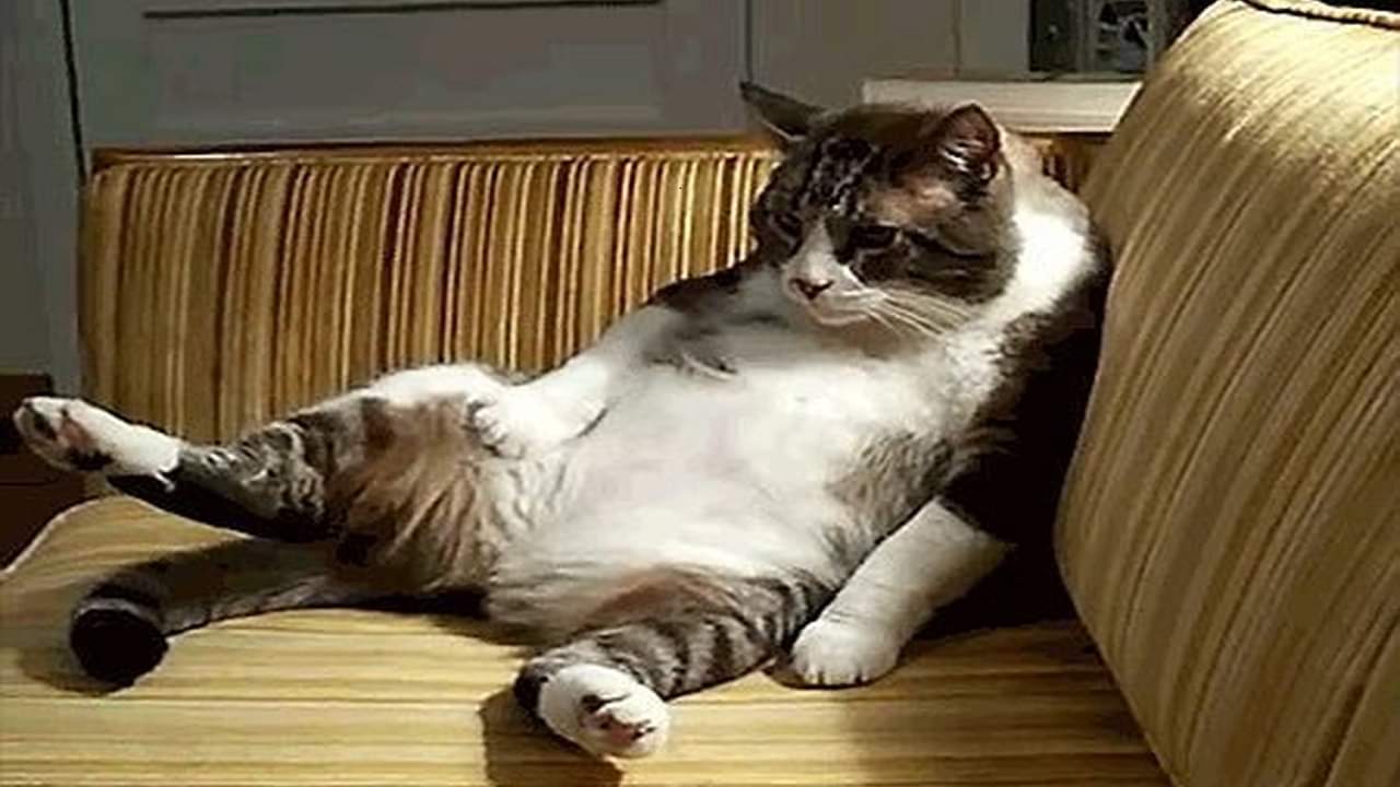 बिल्ली की पौटी से बन रही है कॉफी