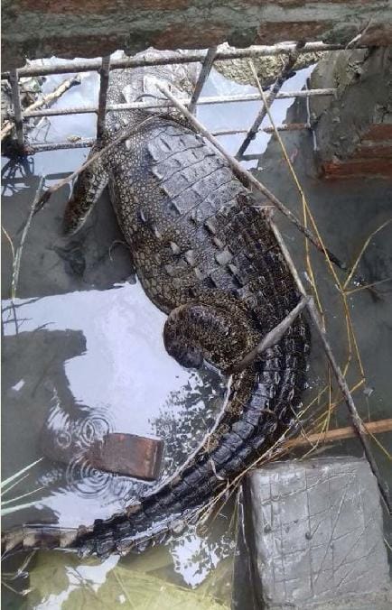 Crocodile trapped in the colony, left in water