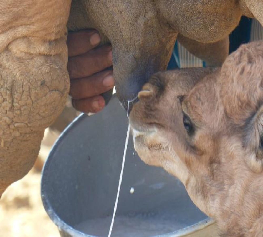 know the benefits of camel milk