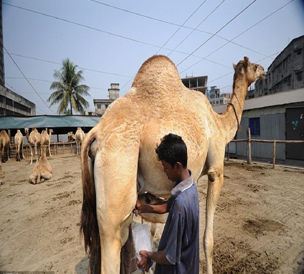 know the benefits of camel milk