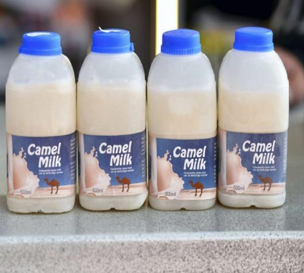 know the benefits of camel milk