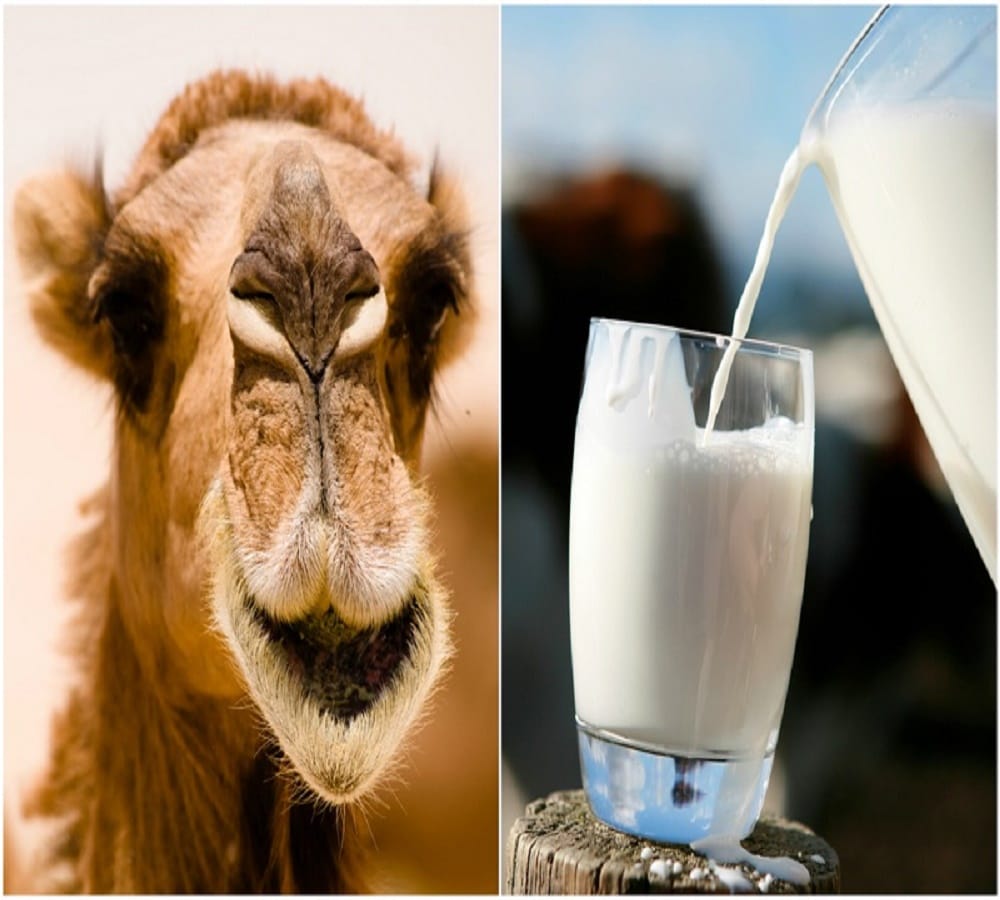 know the benefits of camel milk