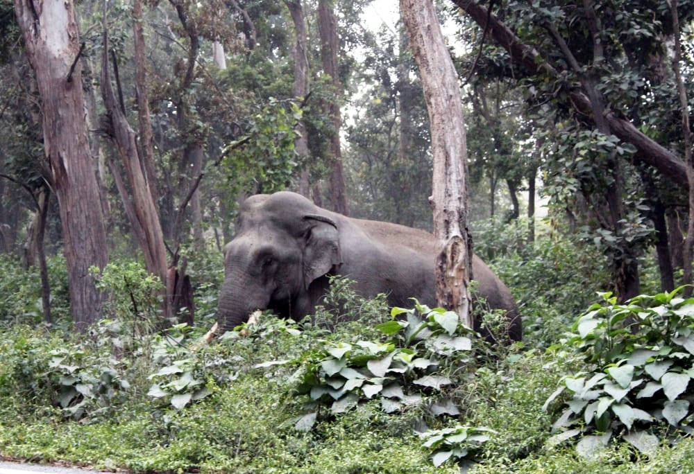 brutal wild elephant captured