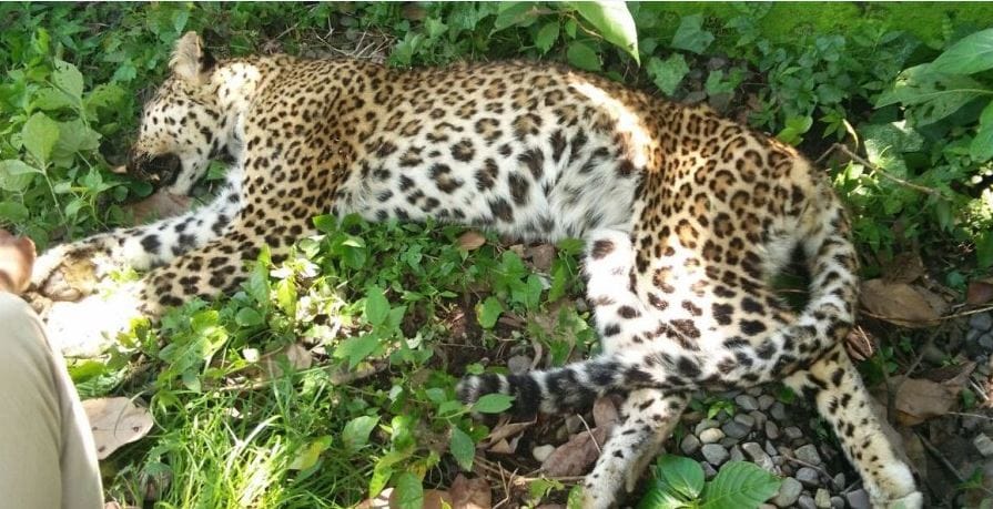 Leopard found unconscious condition on the side of the road