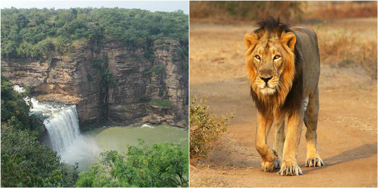 Chandra Prabha Wildlife Sanctuary waiting for his king