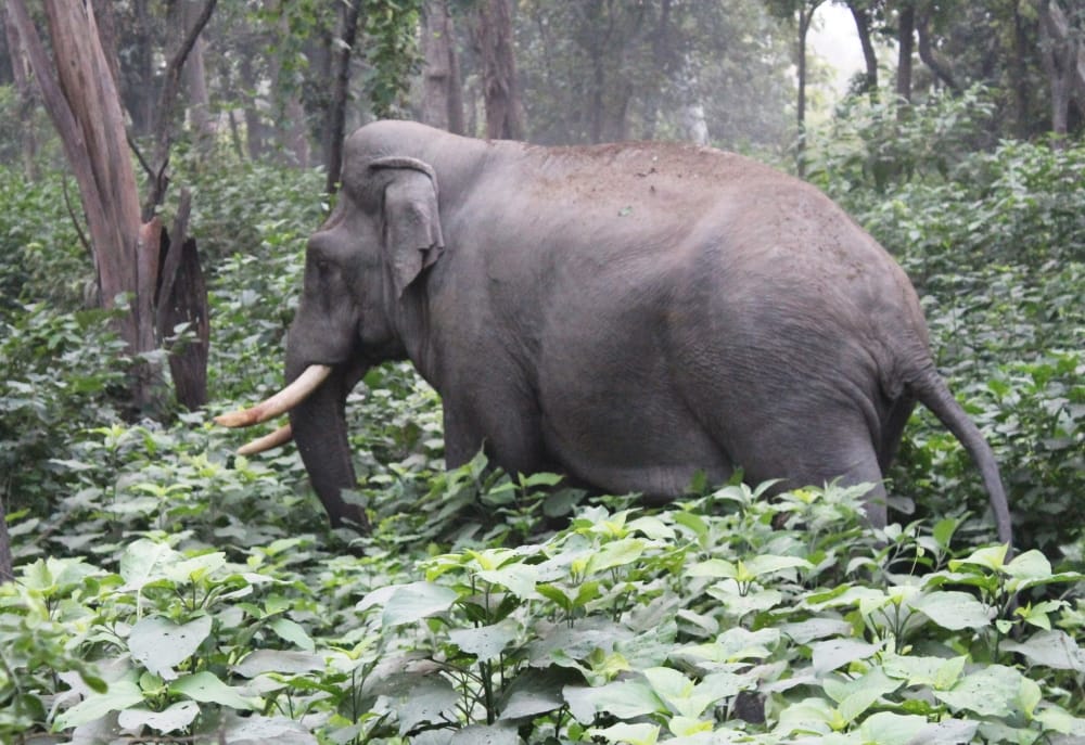Elephant Killed a village who went for daughter marriage shopping