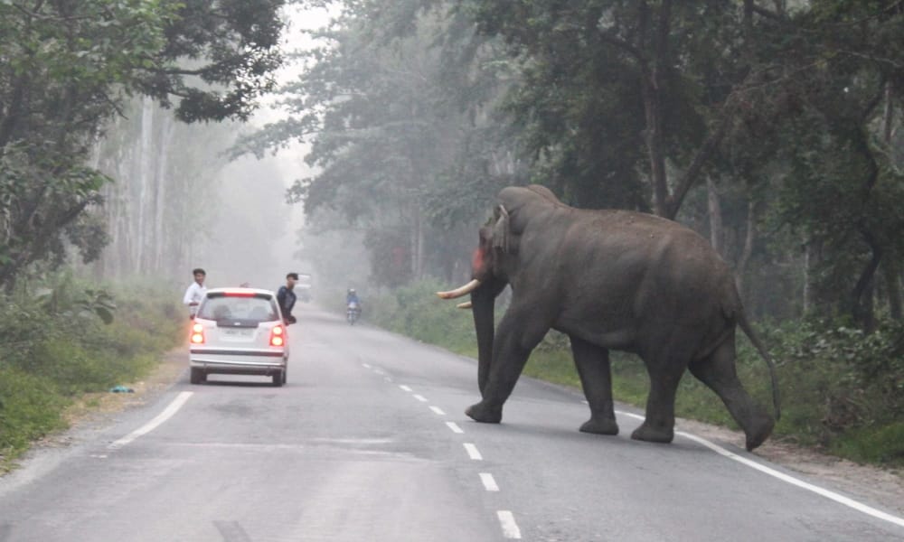 brutal wild elephant captured