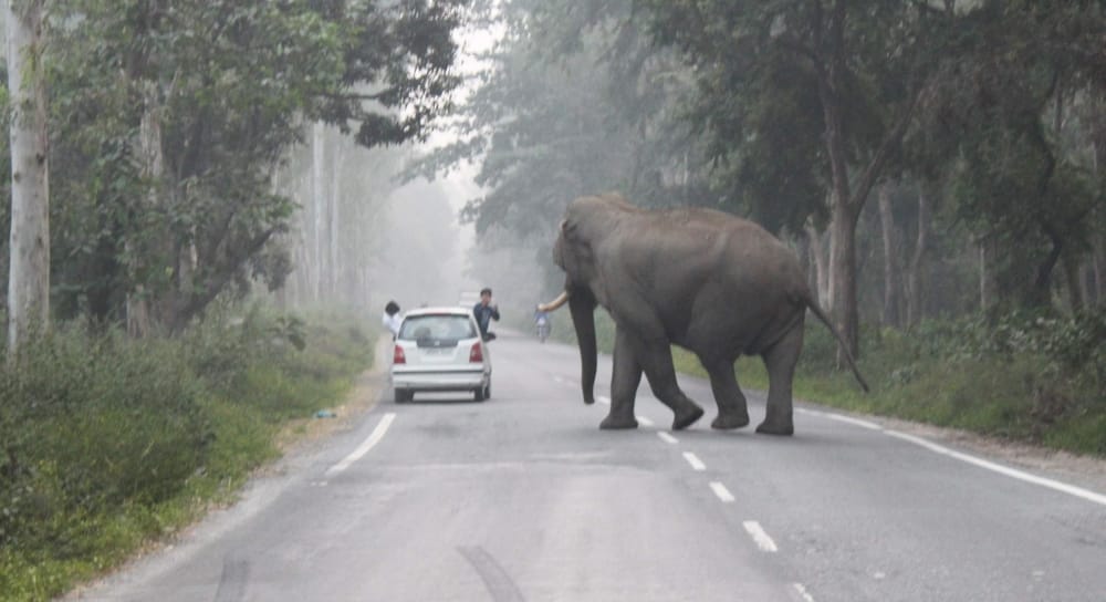 wild elephant photos road cross between traffic in nainital
