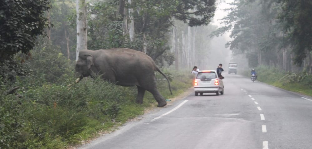 this wild elephant modesty feel human shame