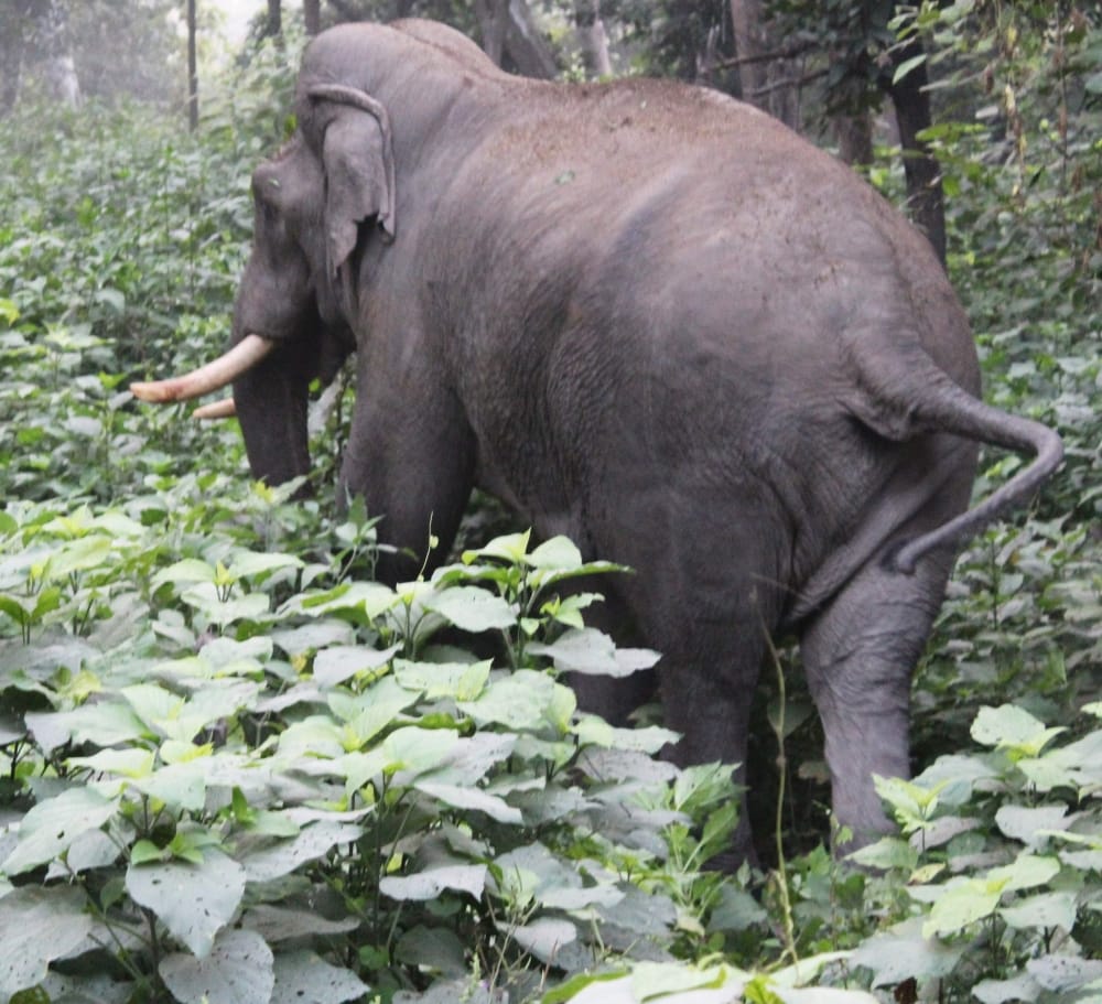 brutal wild elephant captured