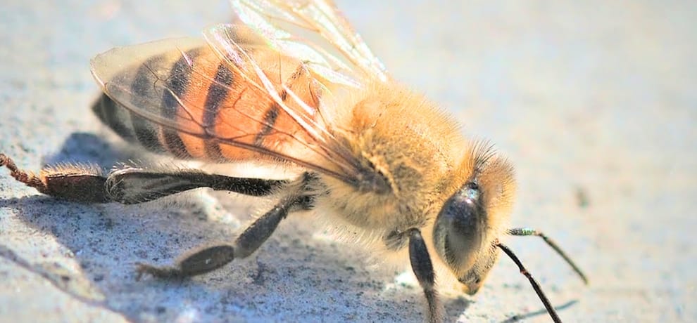 honey bee bite four children in sundernagar